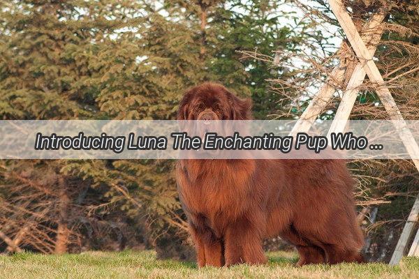 Introducing Luna The Enchanting Pup Who Captivated Our Hearts